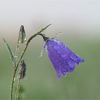 Glockenblume im Nebel