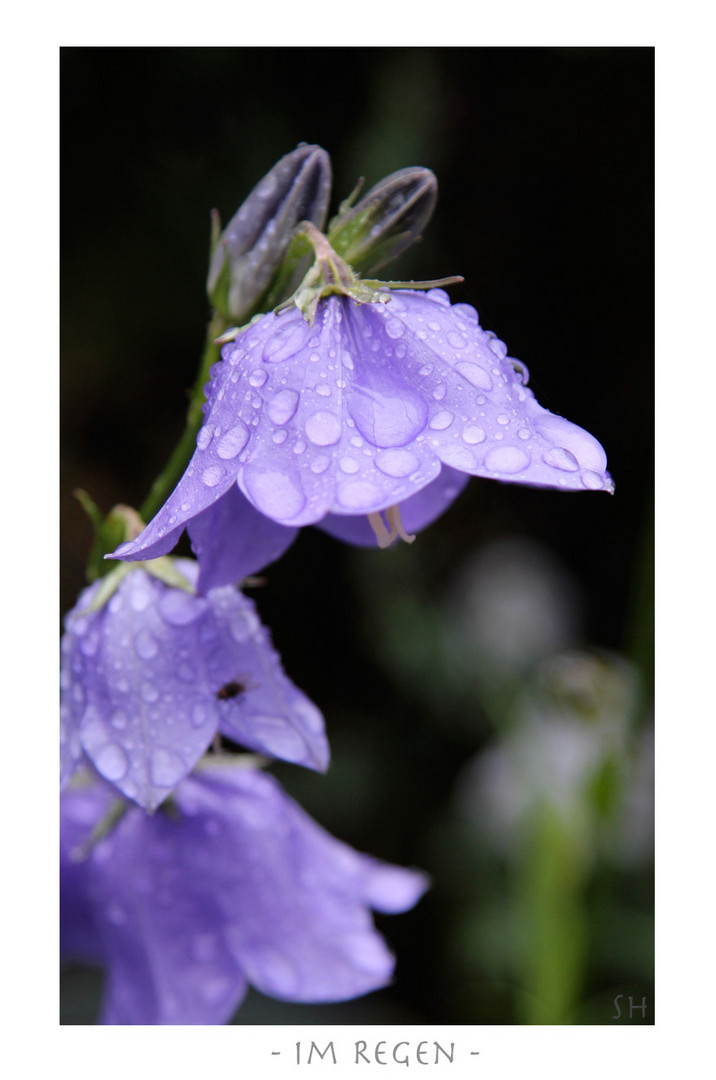 Glockenblume im Regen