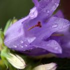 Glockenblume (?) im Wald