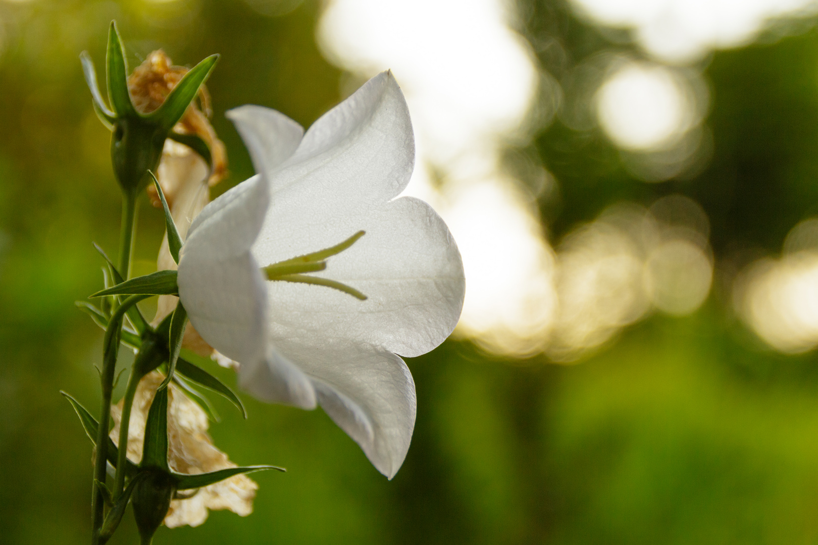 Glockenblume im Zauberwald