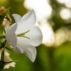 Glockenblume im Zauberwald