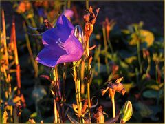 Glockenblume in abendlicher Septembersonne