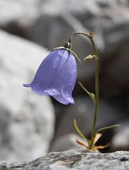 Glockenblume in den Dolomiten