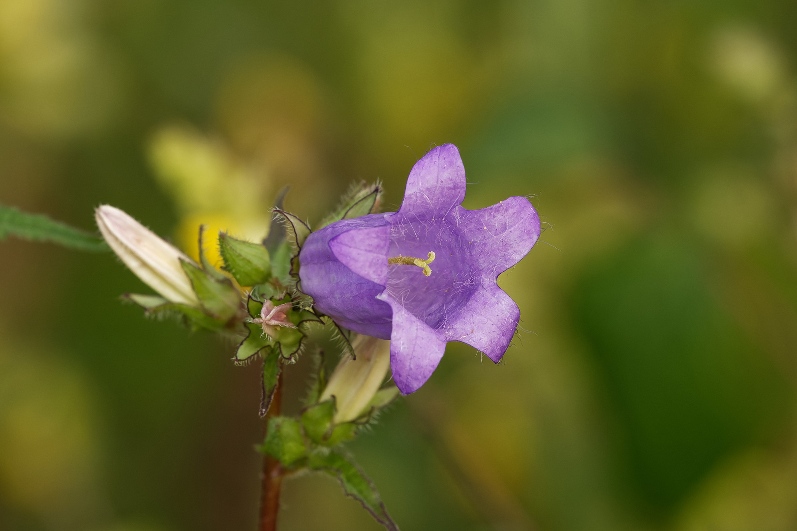 Glockenblume in den Lechauen Nord