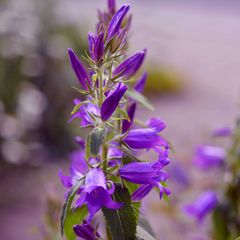 Glockenblume in meinem Garten