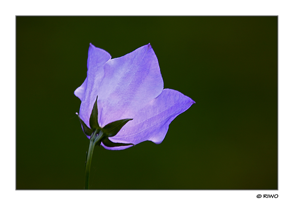 Glockenblume in unserem Garten.....