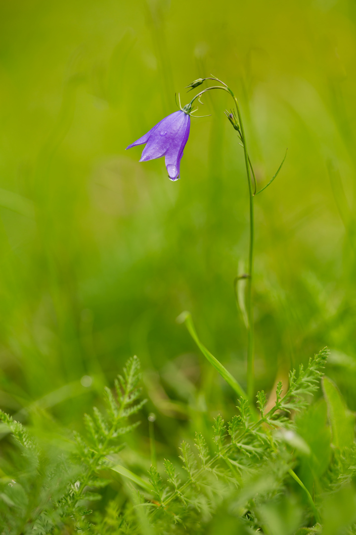 Glockenblume mal wieder...