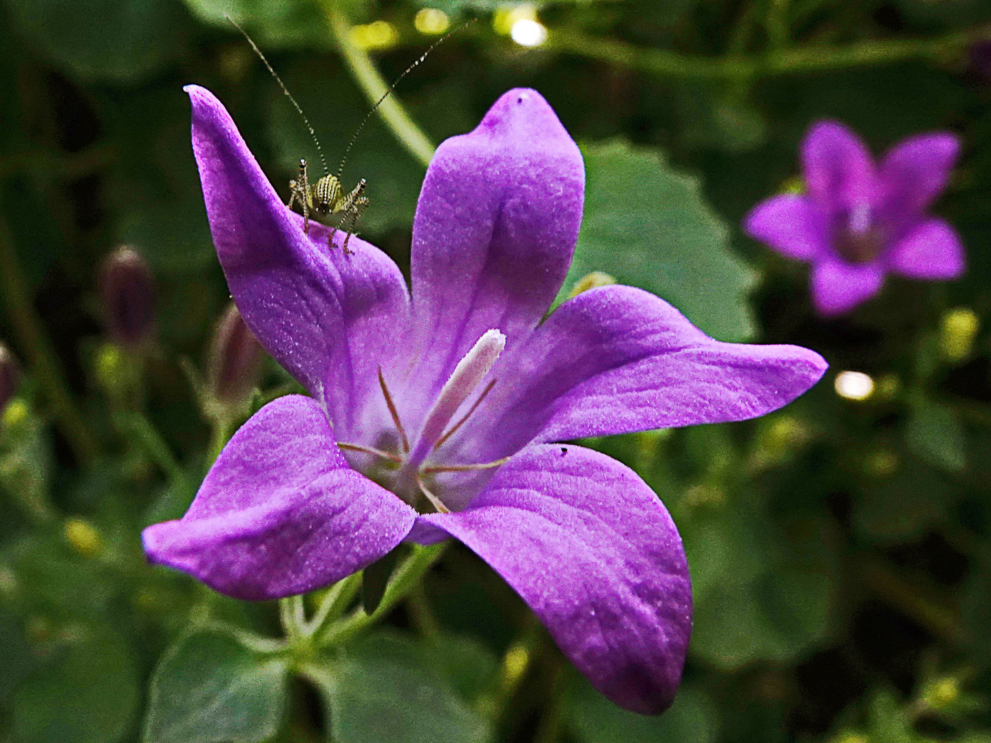 Glockenblume mit Besucher