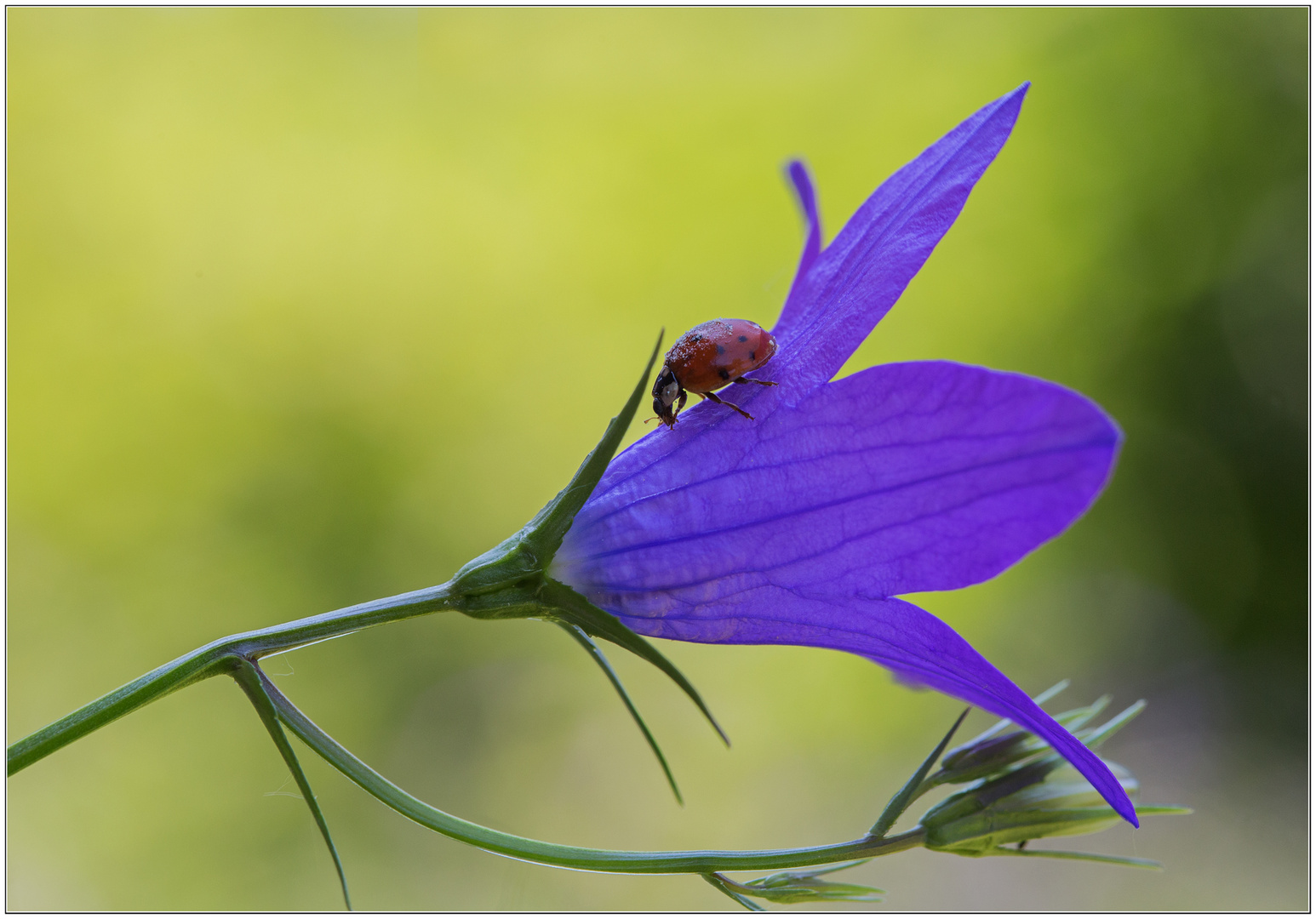 Glockenblume mit Besucher