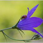 Glockenblume mit Besucher