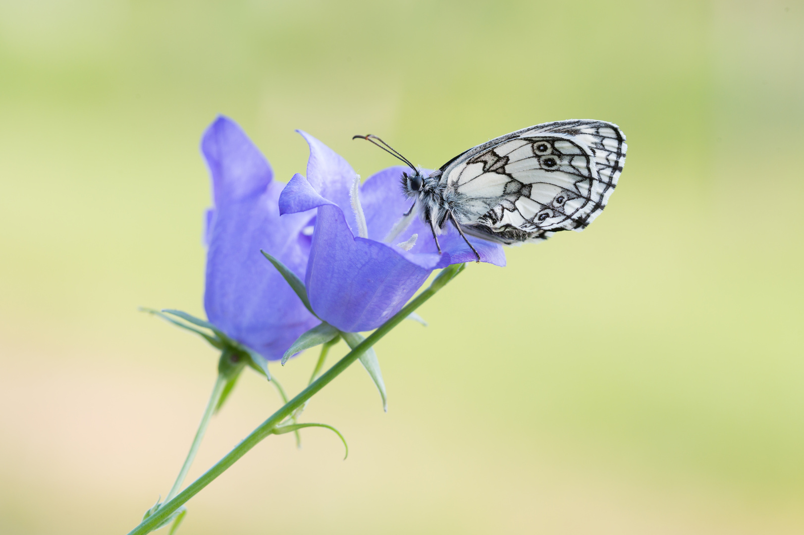 Glockenblume mit Falter