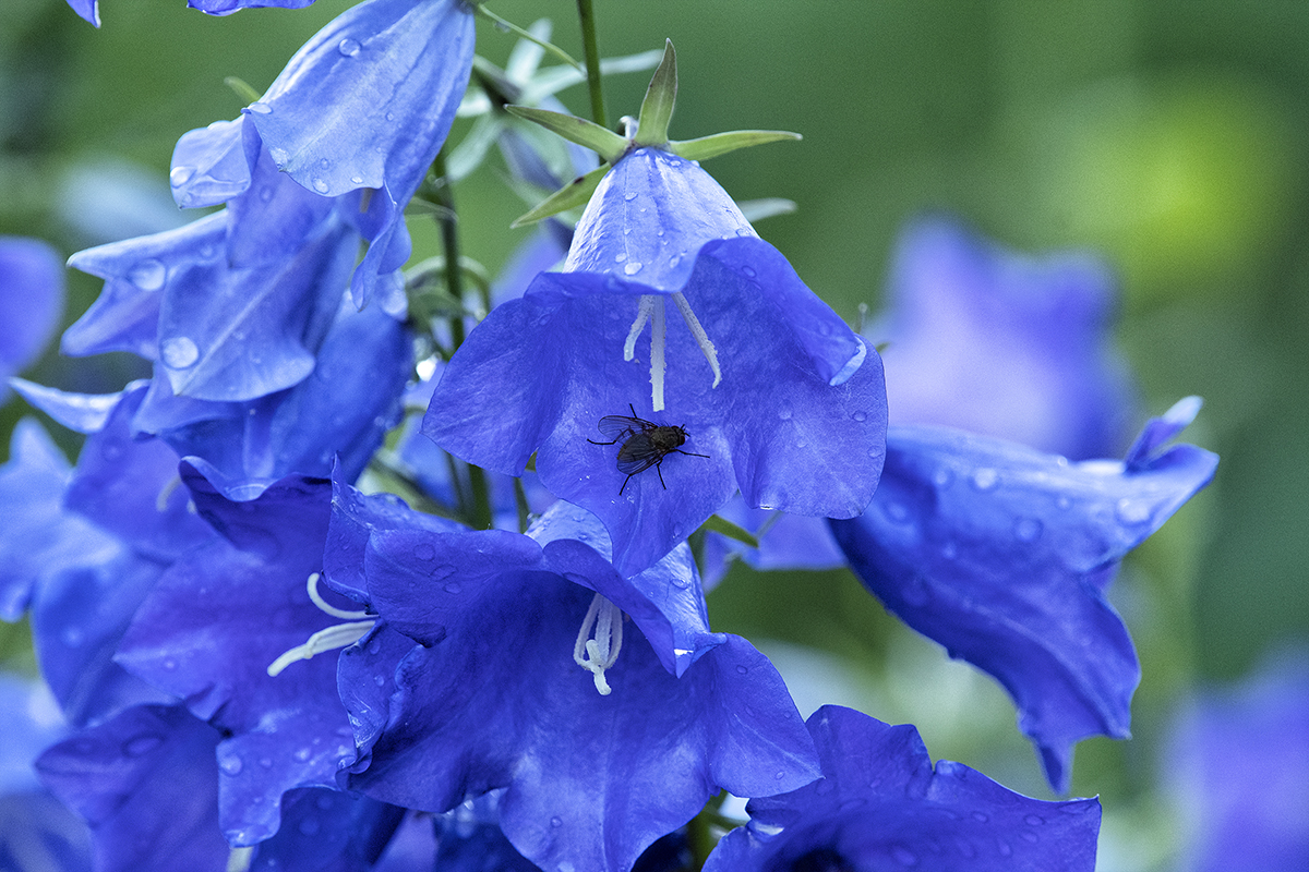 Glockenblume mit Fliege.