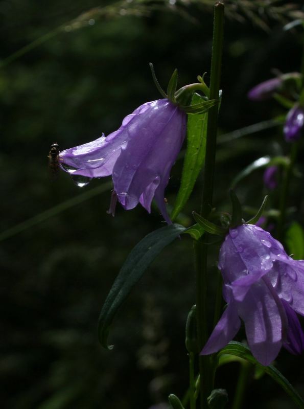 Glockenblume mit Fliege