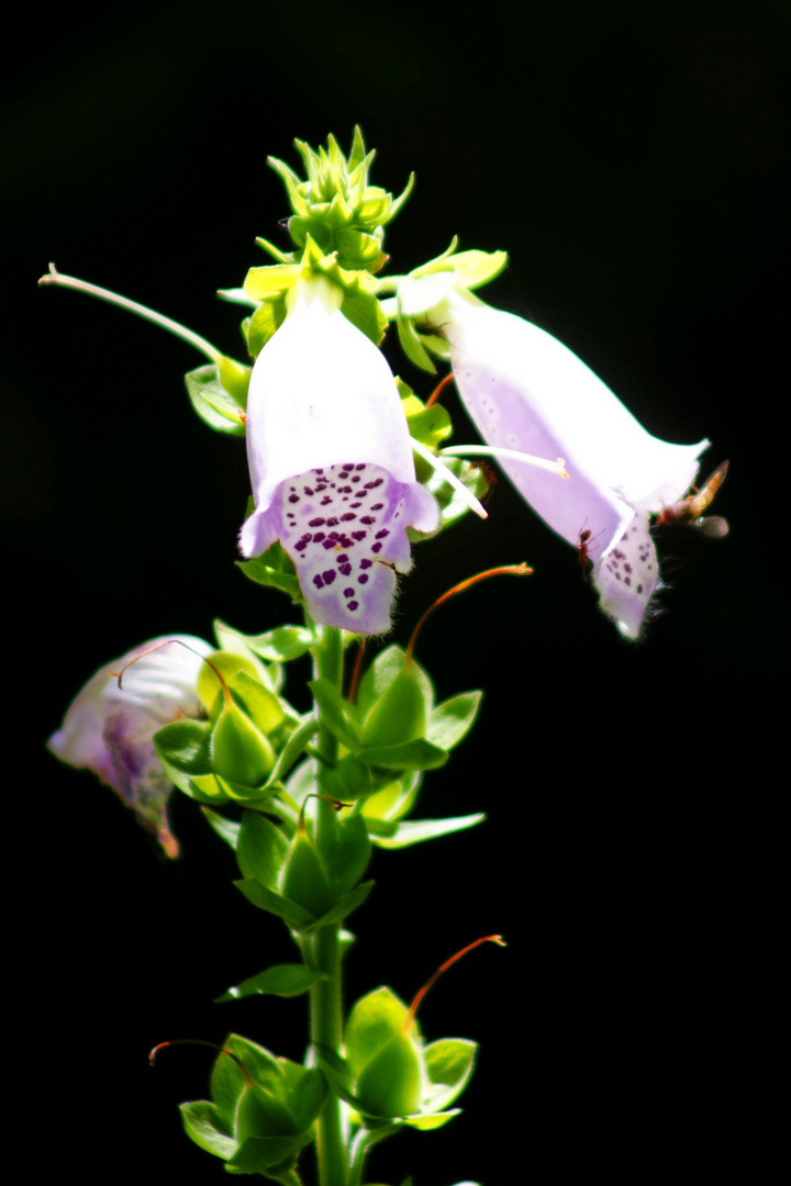 Glockenblume mit Gästen