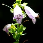 Glockenblume mit Gästen