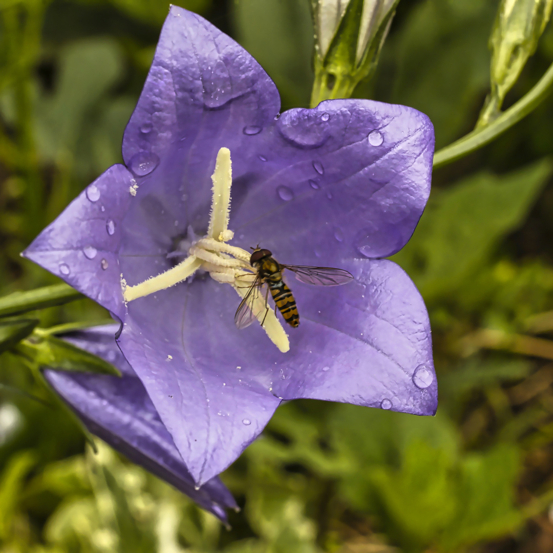 Glockenblume mit Gast