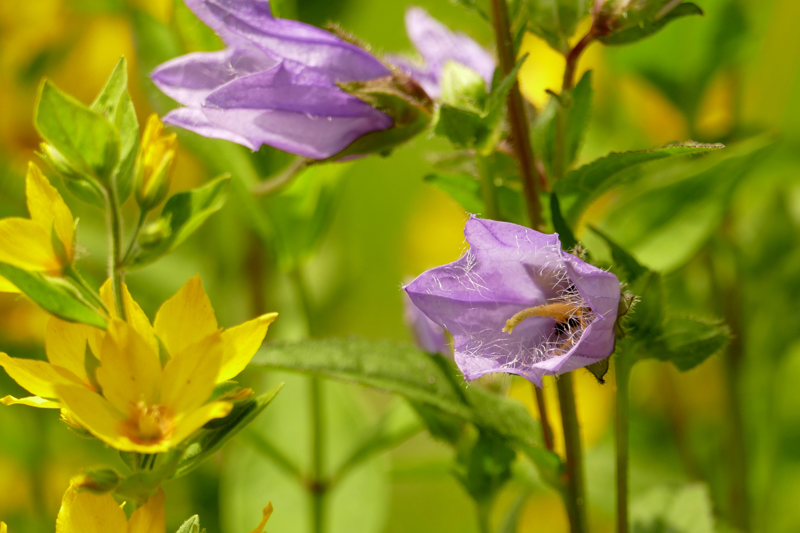 Glockenblume mit Gilbweiderich