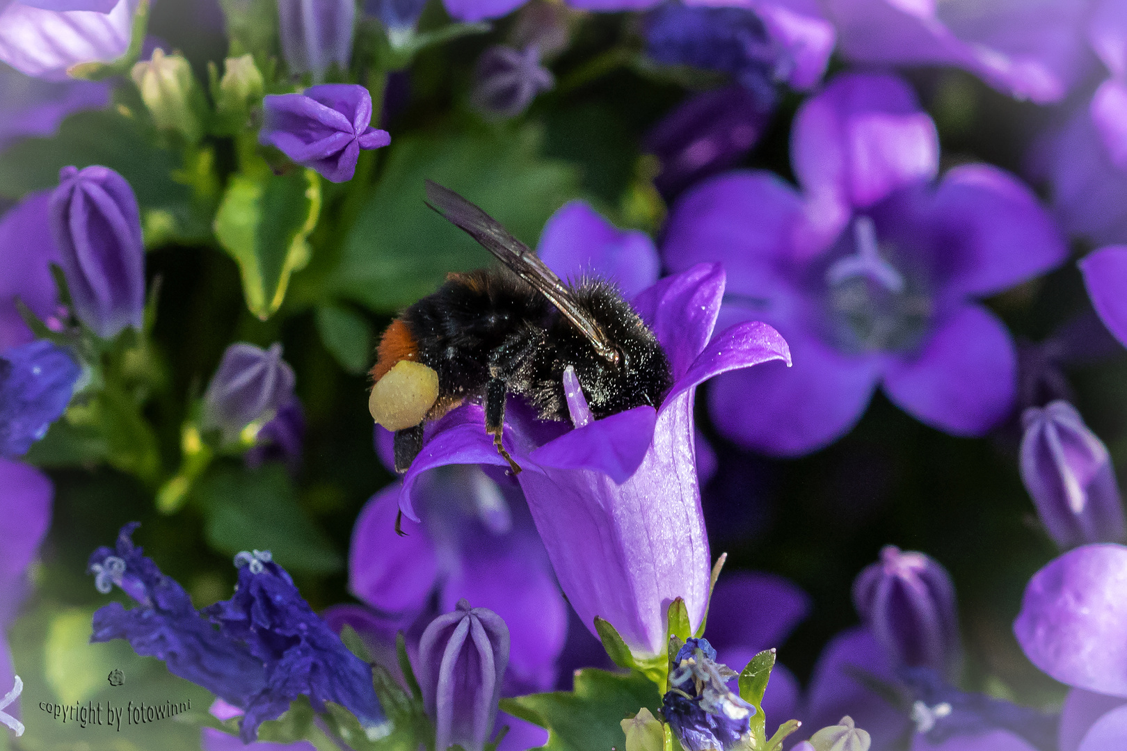 Glockenblume mit Hummel