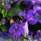 Glockenblume mit Hummel