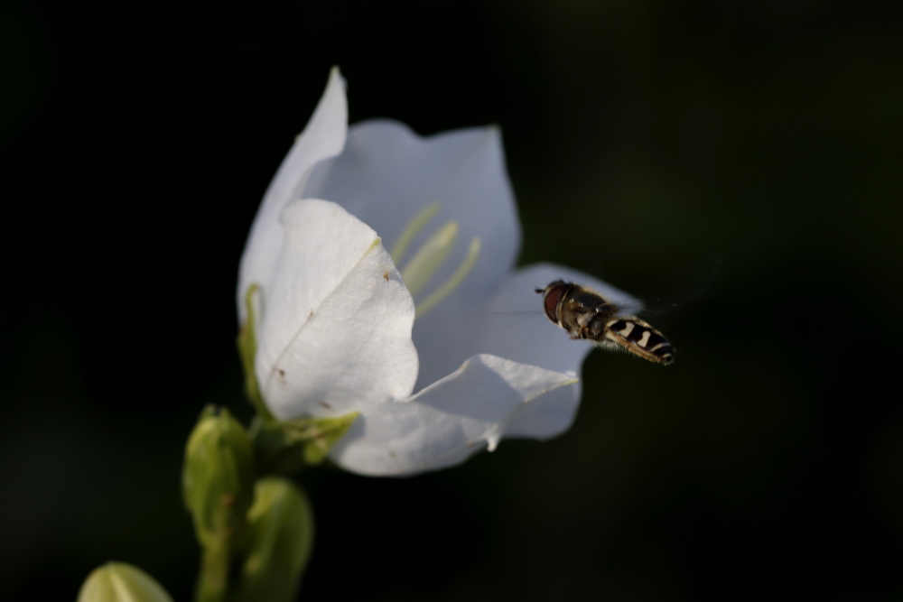 Glockenblume mit Insekt