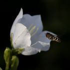 Glockenblume mit Insekt