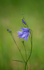 Glockenblume mit Käfer