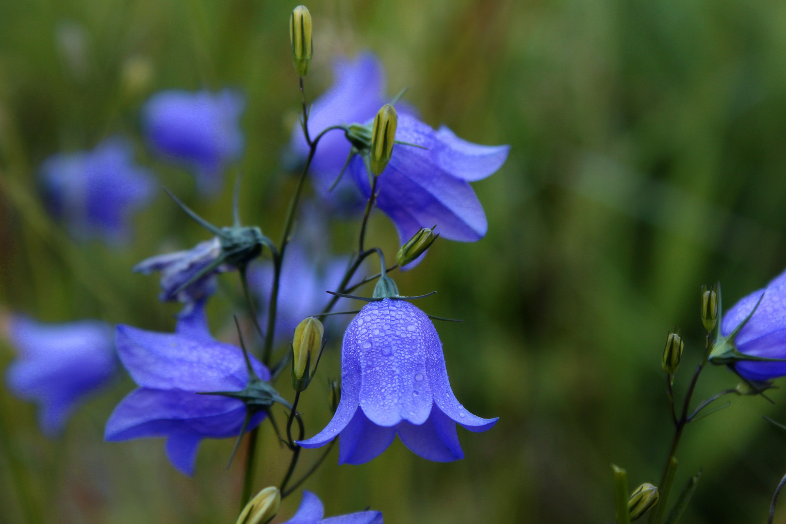 Glockenblume mit Morgentau