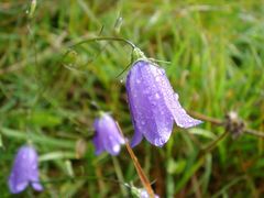 Glockenblume mit Morgentau