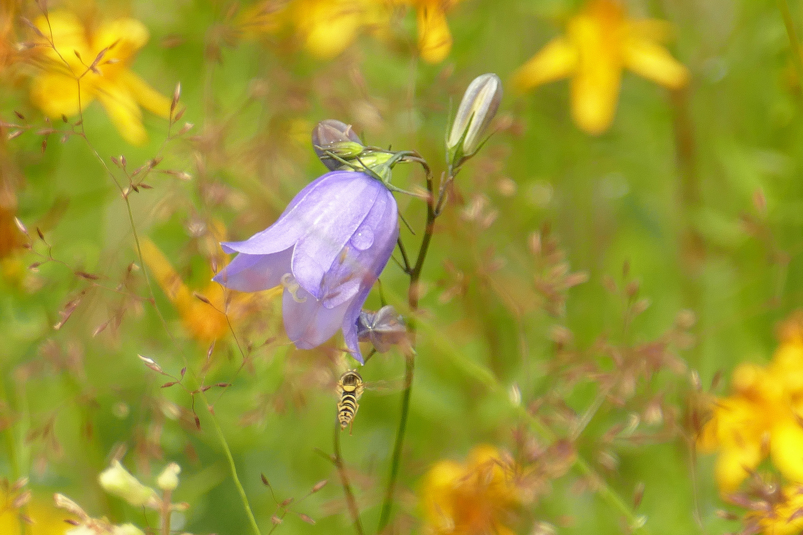 °°°° Glockenblume mit Schwebfliege °°°°