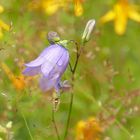 °°°° Glockenblume mit Schwebfliege °°°°