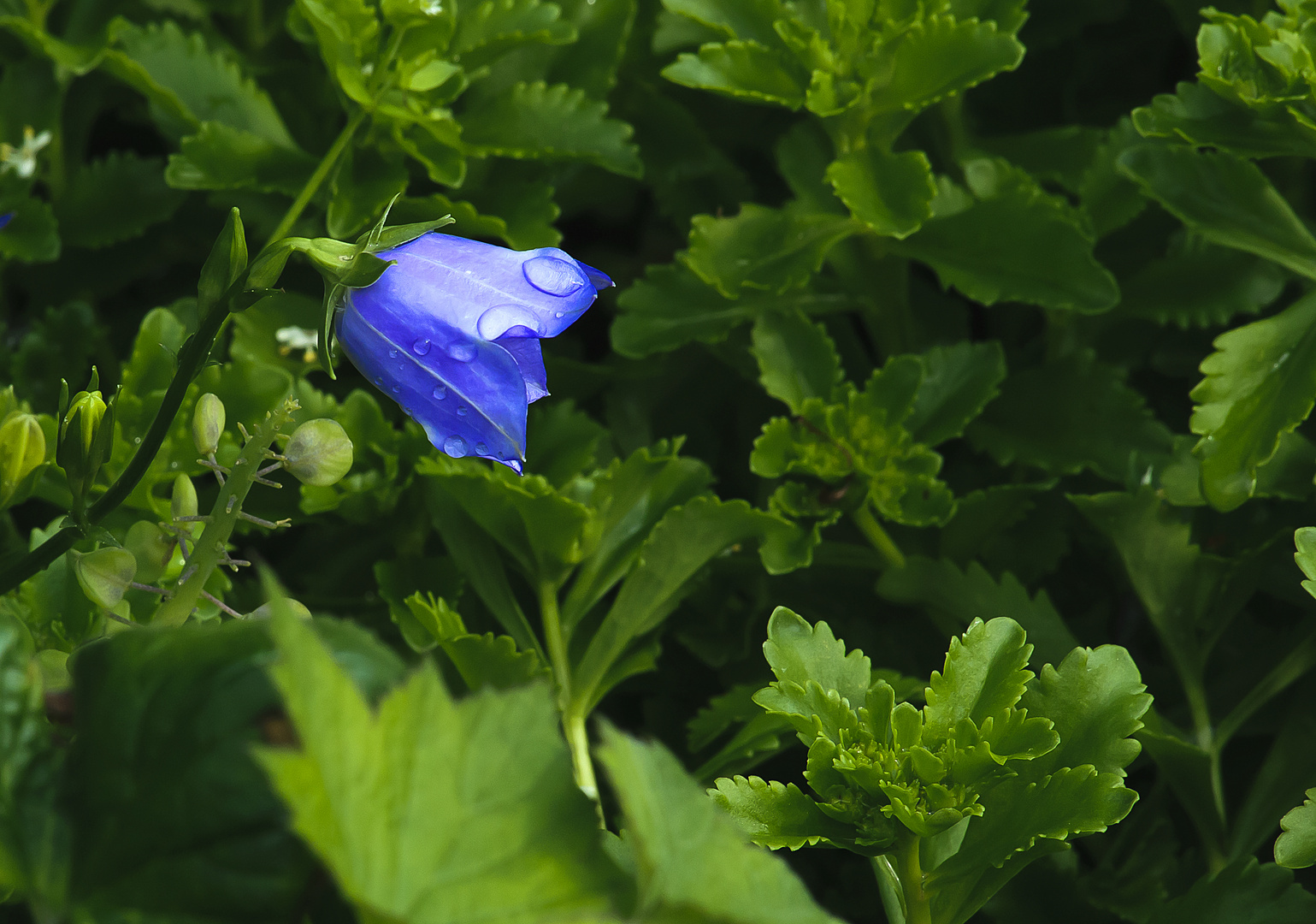 Glockenblume mit Tau