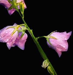 Glockenblume mit Tropfen