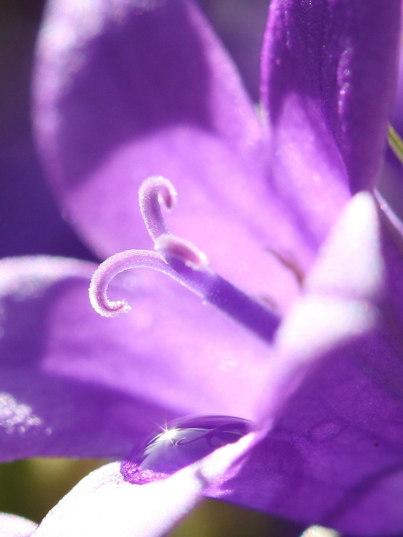 Glockenblume mit Wassertropfen