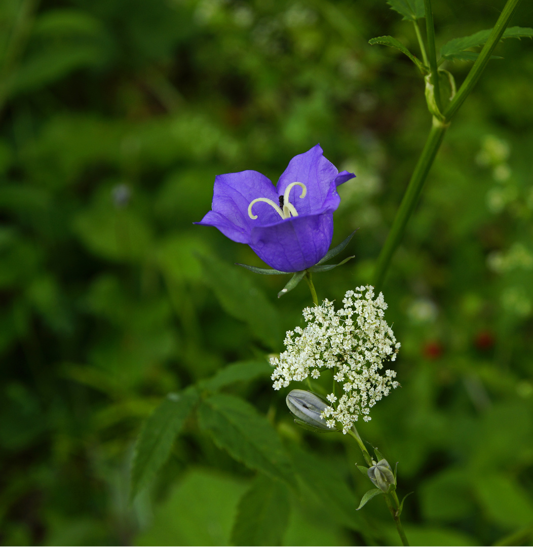 Glockenblume mit Wiesenbärenklau