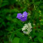 Glockenblume mit Wiesenbärenklau