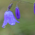 Glockenblume nach dem Regen