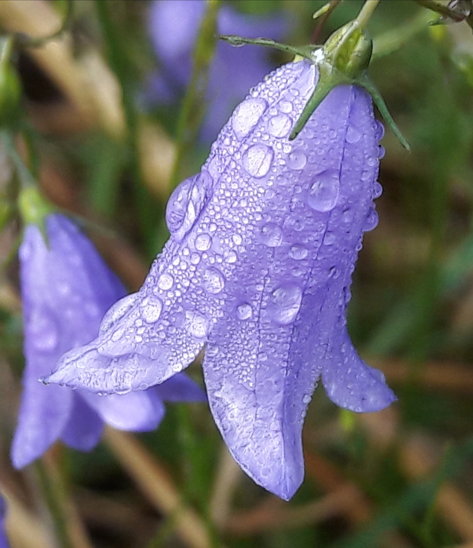 Glockenblume nach dem Regen 