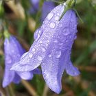 Glockenblume nach dem Regen 