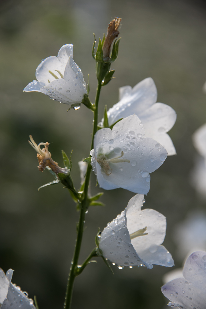 Glockenblume, naß