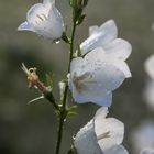 Glockenblume, naß