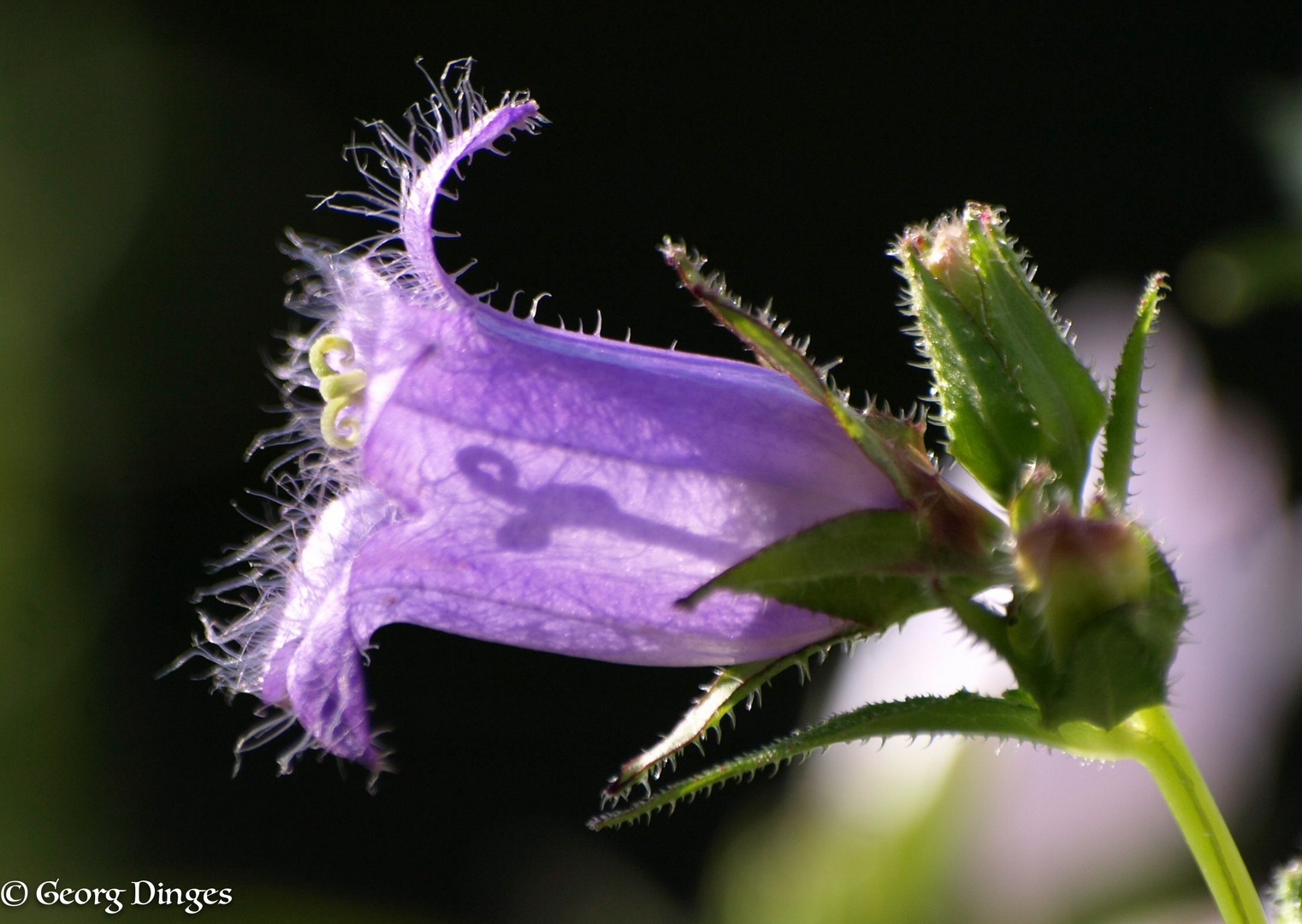 Glockenblume nesselblättrig (Campanula trachelium) 11.7.12