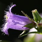 Glockenblume nesselblättrig (Campanula trachelium) 11.7.12
