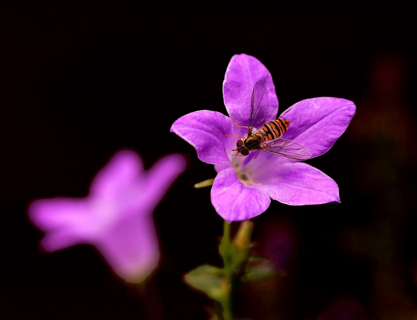 Glockenblume + Schwebfliege