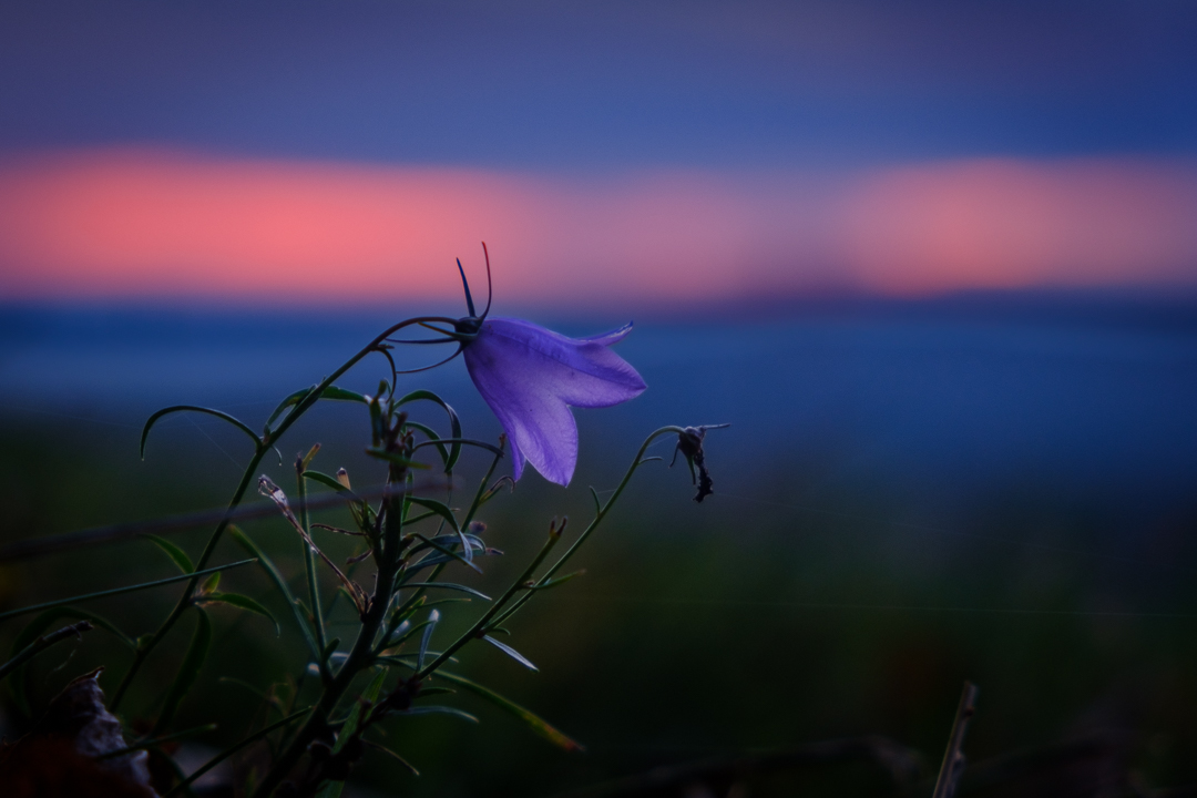 Glockenblume Sonnenuntergang