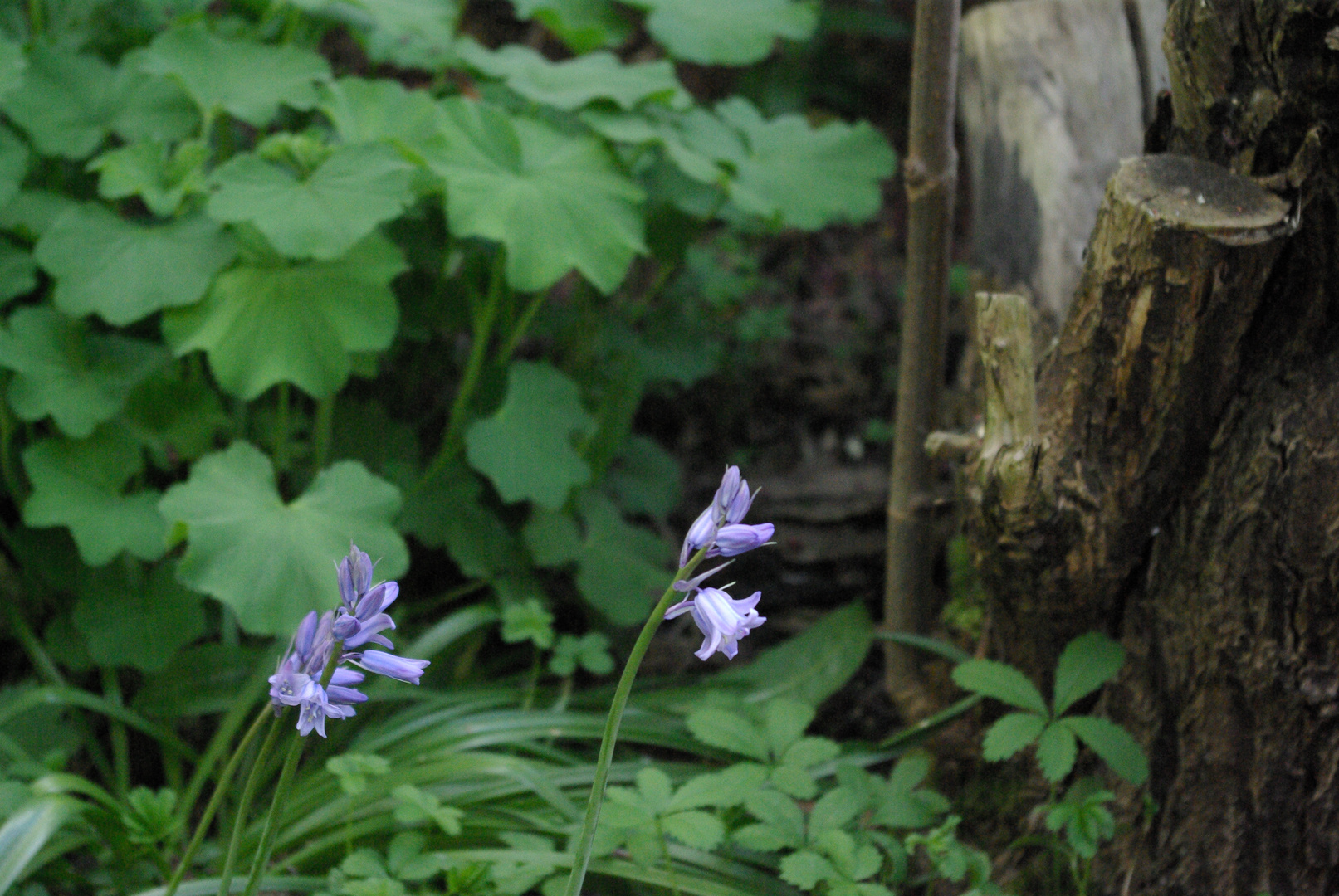 Glockenblume und Frauenmantel