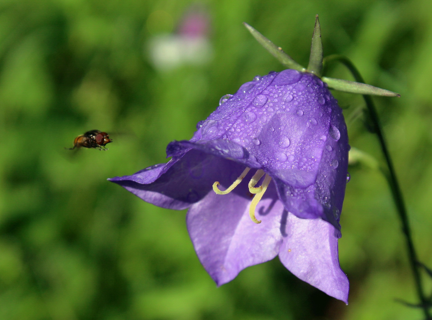 Glockenblume und Tiefflieger