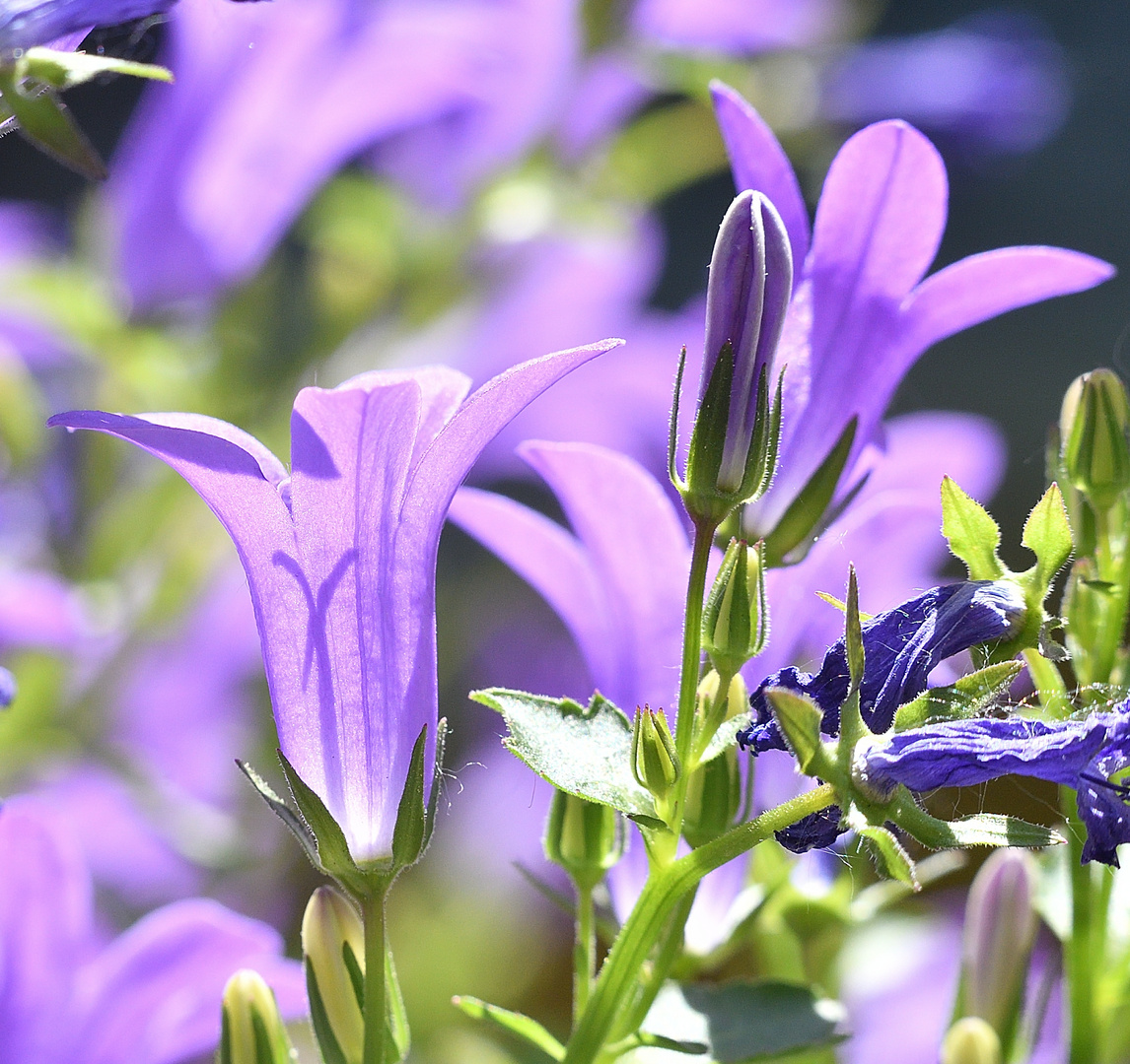 Glockenblume, zart und durchscheinend