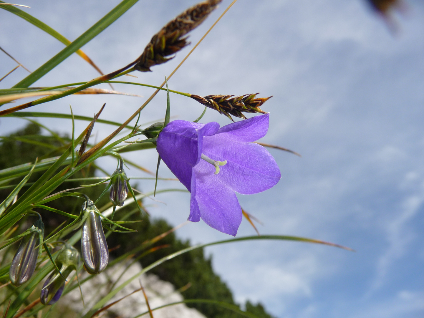 Glockenblume zwischen frischen Berggräsern