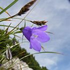 Glockenblume zwischen frischen Berggräsern