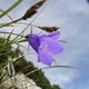 Glockenblume zwischen frischen Berggrsern